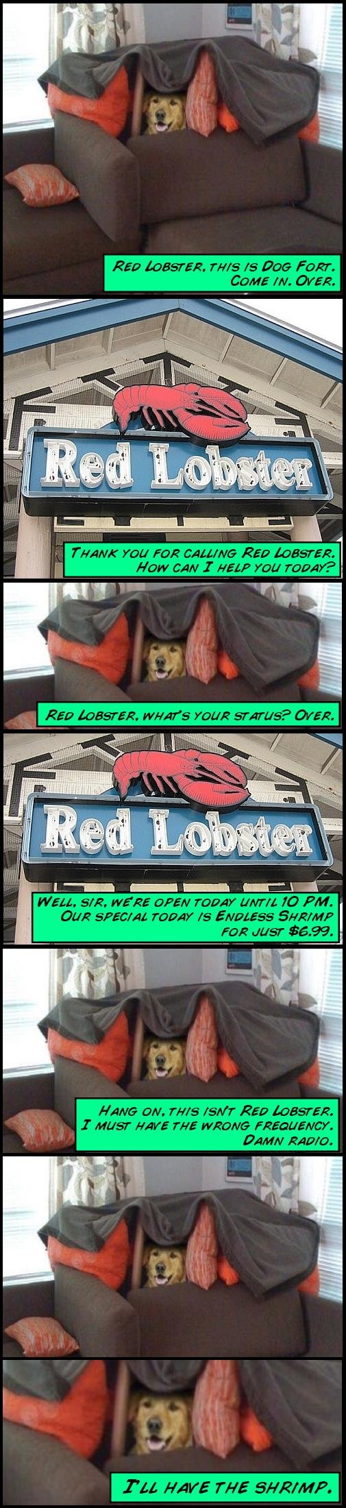 Dogfort Red Lobster