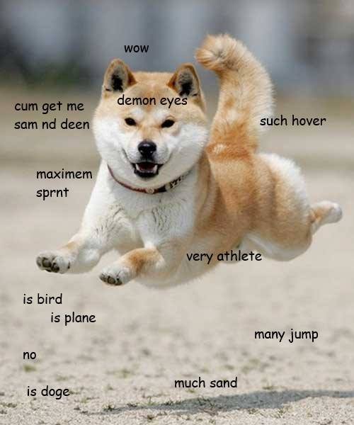 Doge.+Idk+if+this+is+a+bad+repost+or+not