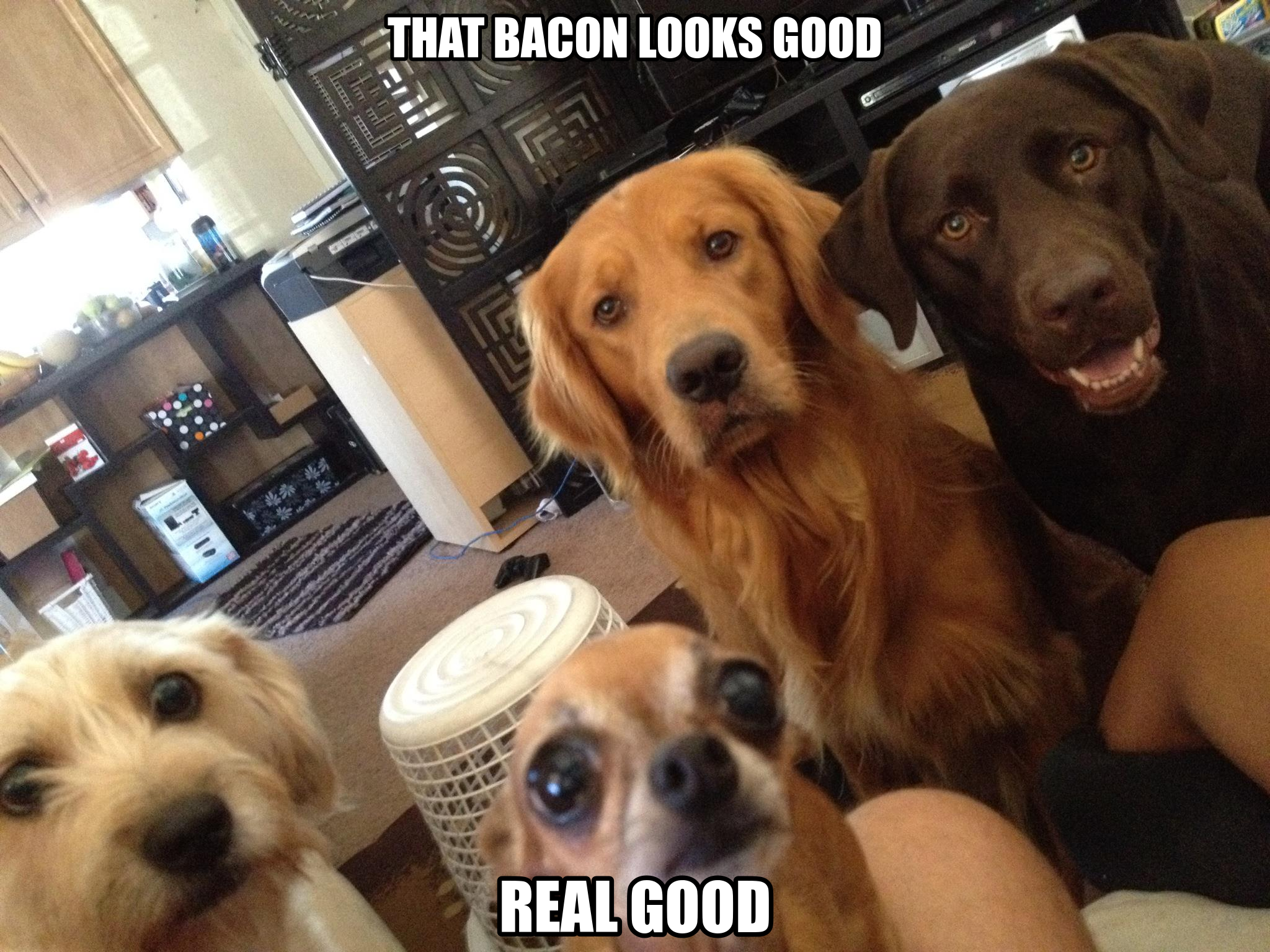 Dogs+and+Bacon....+OC+from+me+D_3790bd_4