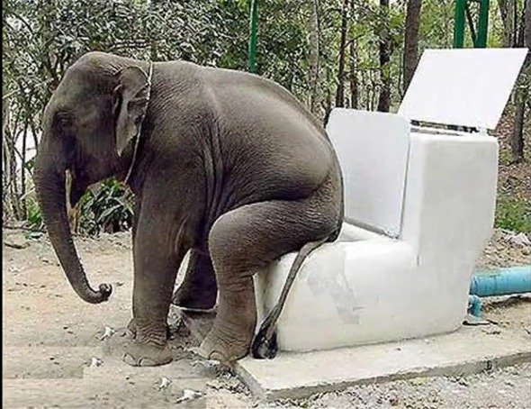 Elephant+taking+a+dump+in+massive+toilet.+Afterwards+they+had_357a1e_3217197.jpg