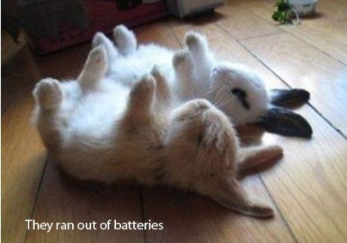 Energizer+Bust.+Saw+this+was+just+too+cute.+Energizer+bunnies_7f7a25_3663864.jpg