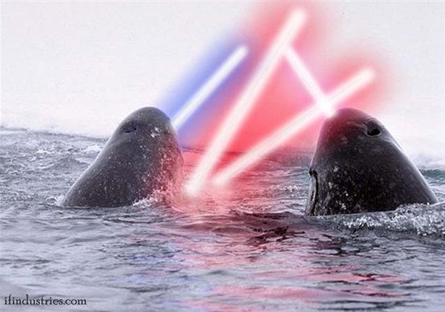 Narwhals Fighting