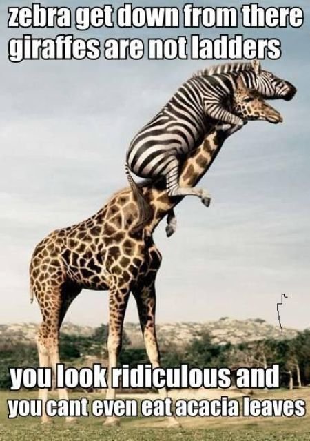 Giraffe Fail