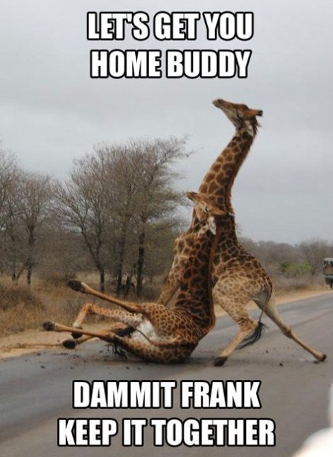 Go+home+Giraffe+You+re+drunk....+Description_291c78_4202108.jpg