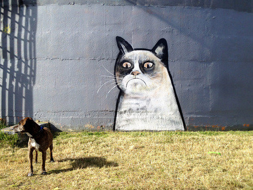 Top Cat Graffiti