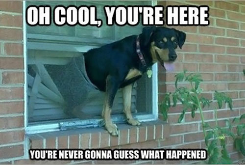 Guess What. . 1]&quot; 11 on cool, Hank. My dog goes in destruction mode when I leave.. sadly, I had to get to crate train him.. I can relate to this!! Pic related; is my dog