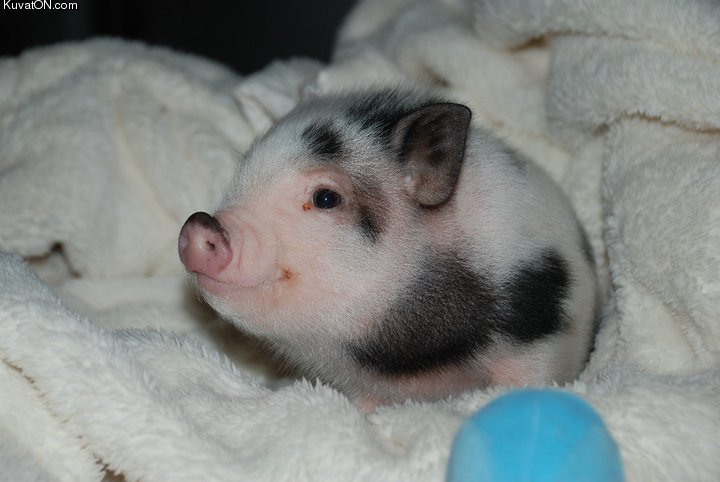 Pig Small