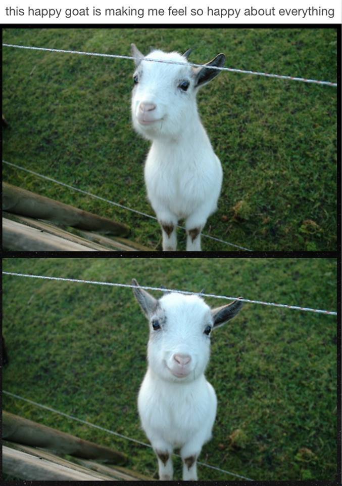 [Image: Happy+Goat.+Happy+Goat_51a8c5_5025516.jpg]