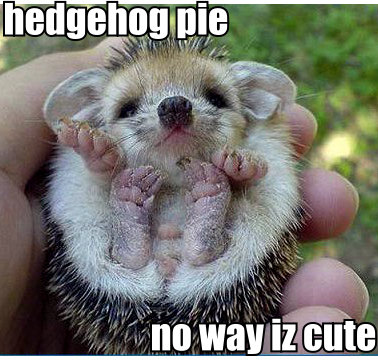 Pet Hedgehog Price