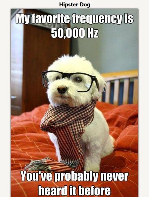 Hipster+dog+just+a+small+town+girl_52625