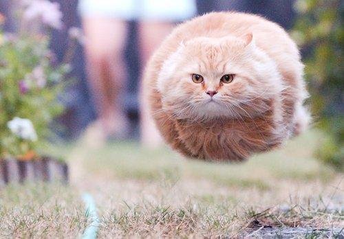 hover kitty