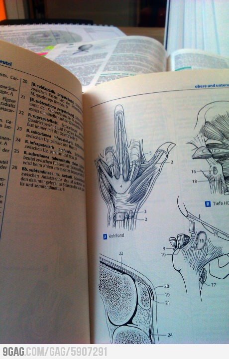 Anatomy Exam