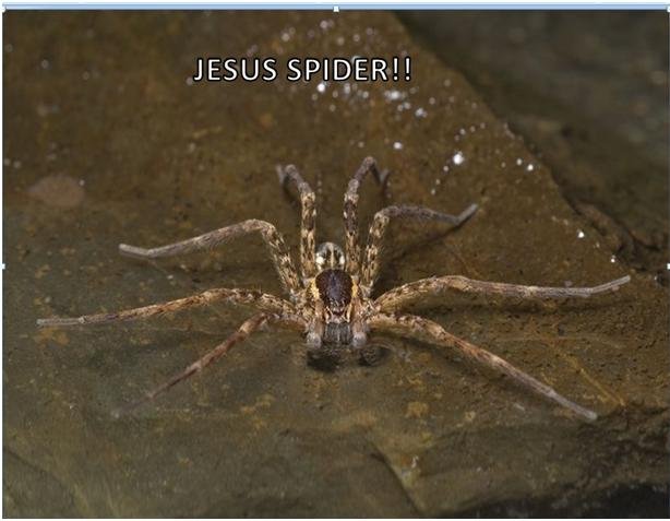 Jesus Spider