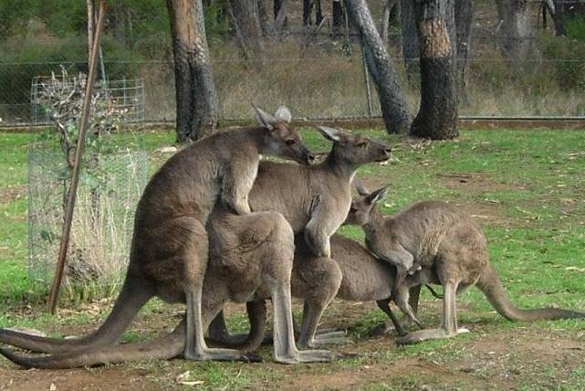 [Imagen: Kangaroo+family+kangaroos+are+just+a+bun...873332.jpg]