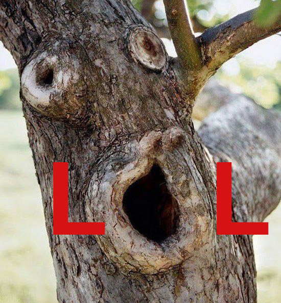 Tree Lol