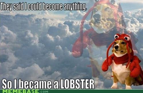 lobster dog