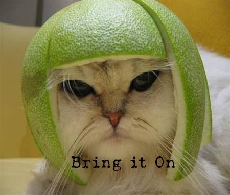 Cat Melon Helmet