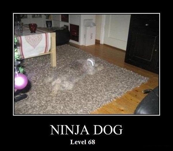 Dog Ninja