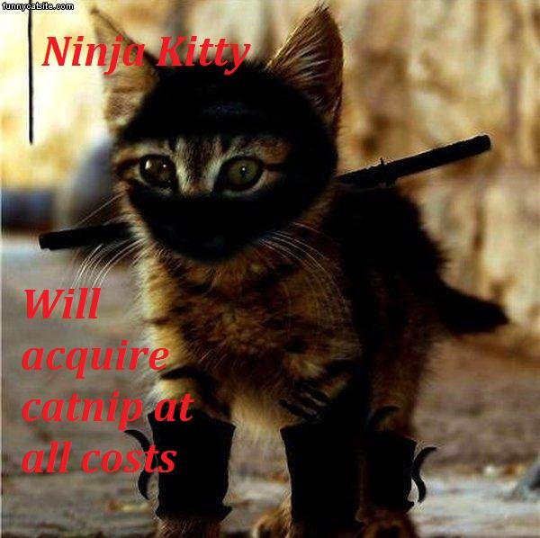 Ninja_9ea665_528329.jpg