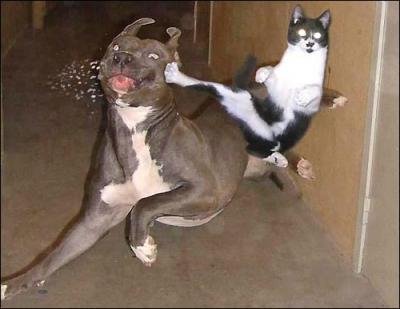 Ninja Cat