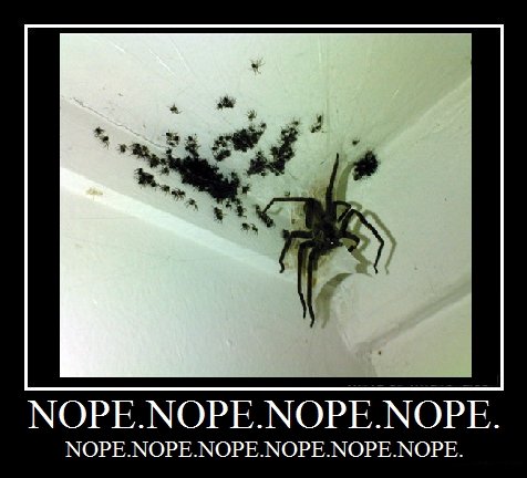 Nope Spider Gif Tumblr