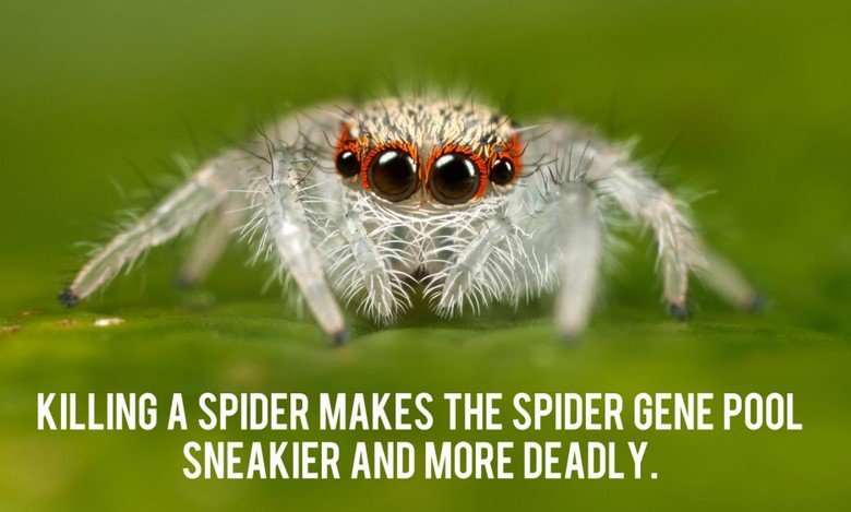 now you fucked up. because you kill the slow stupid ones. KILLING A SPIDER MAKES THE SPIDER GENE POOL SNEAKIER AND MORE DEADLY.. If they get sneakier, then they'll figure out how to not be seen by us, so they can go on their insect killing sprees without us interfering.