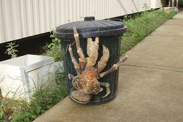 dustbin crab