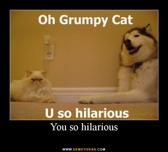 Oh Grumpy Cat