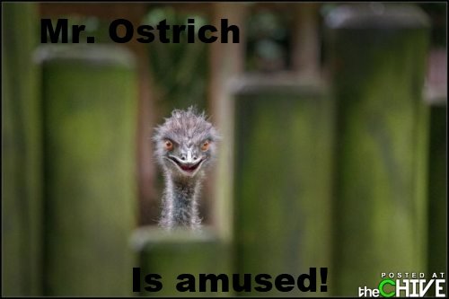 Ostrich_8740c4_3874870.jpg