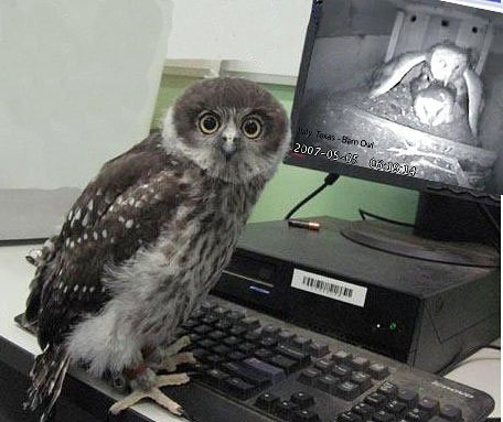 Owl Porn 52