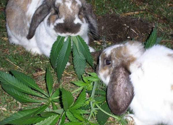 Bunny Weed