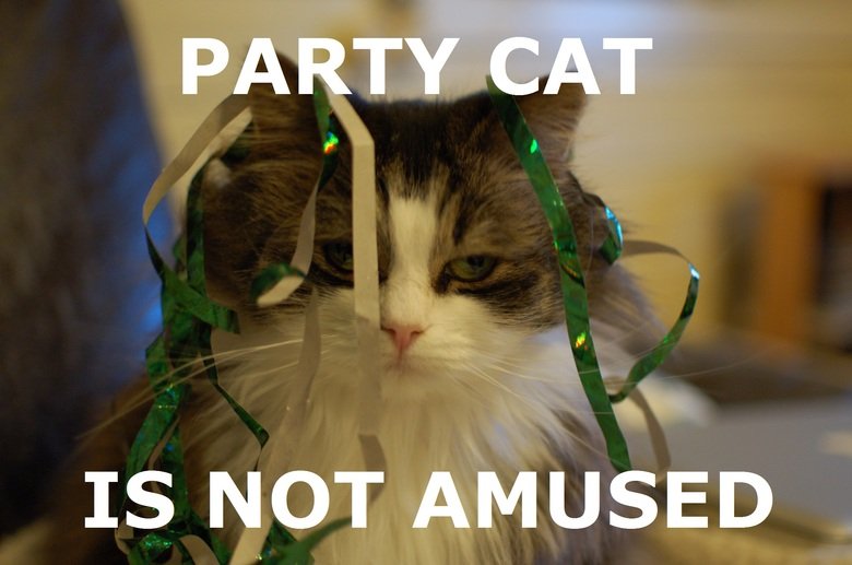 Préparez vos cadeaux, T-F fêtera ses 5 ans ! Party+cat.+A+pic+I+took+of+the+cat+that_fd6b49_3280458