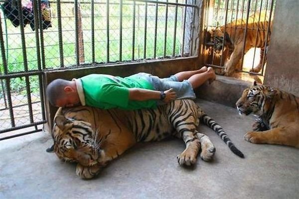 Planking.+The+tiger+on+the+right-+Why+won+t+anyone+plank_f3a050_3975962.jpg