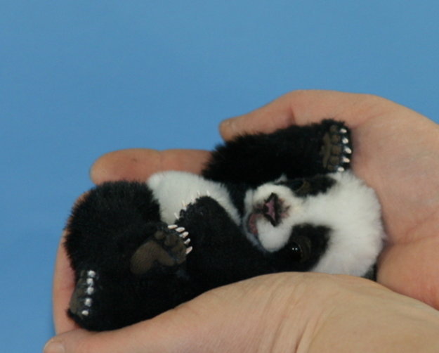 Possibly+-+cutest+thing+you+ve+ever+seen.+Baby+panda_5bbf2c_4090238.jpg