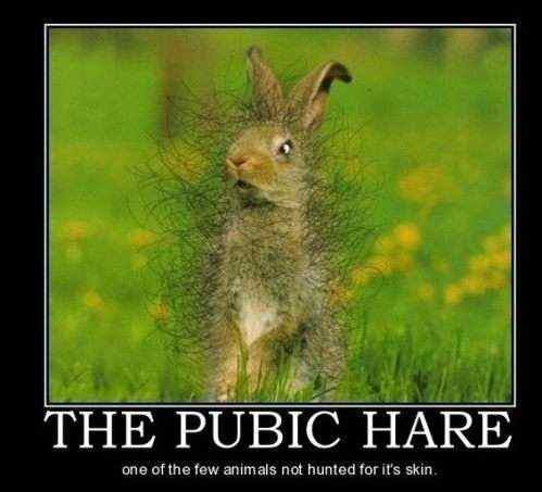 Pubic+Hare.+It+tastes+wierd_adecc7_4019465.jpg