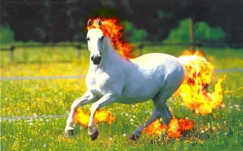 Rapidash_aeec7b_171802.jpg