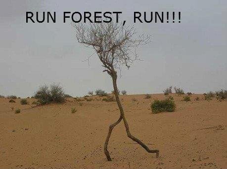 Run+forest+run+you+lost+something+in+the+tags_5b23b3_3492972.jpg
