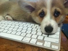 Sad+corgis_1162da_5048947.jpg