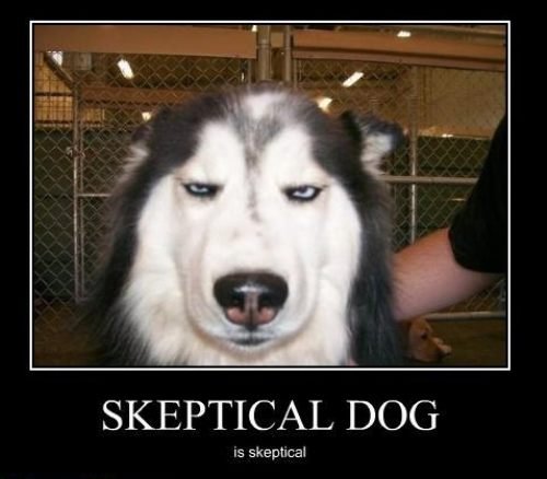 Sceptical+dog+really_c5e900_4432252.jpg