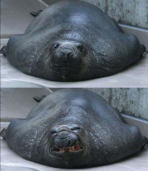 Sneezing Seal