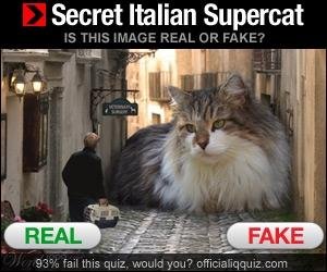 Secret+italian+supercat+hmm+i+wonder_c1a010_3339437.jpg