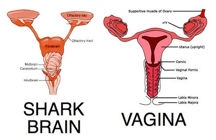 shark brain female