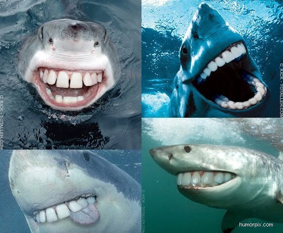 Shark People Teeth