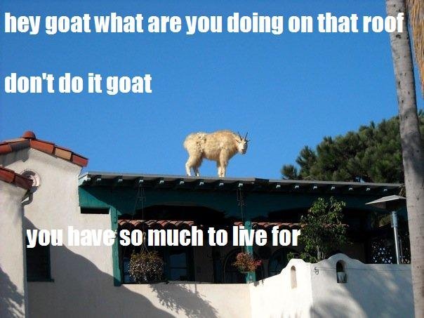 Silly Goat Pictures