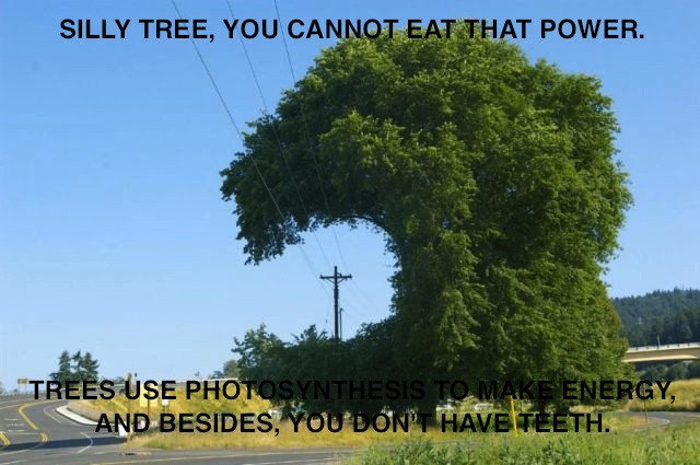 silly tree