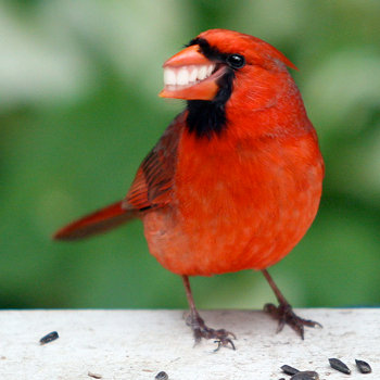 Smiley Bird
