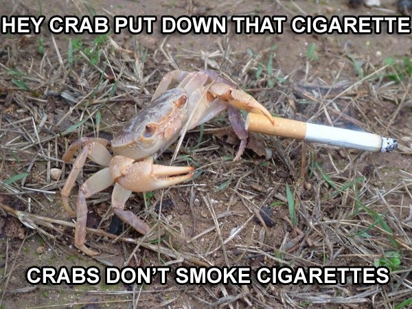 Smoking Crab Gif