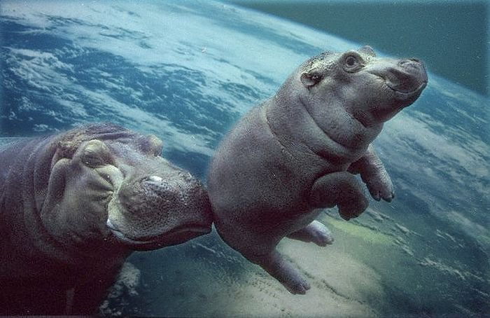 Space Hippo