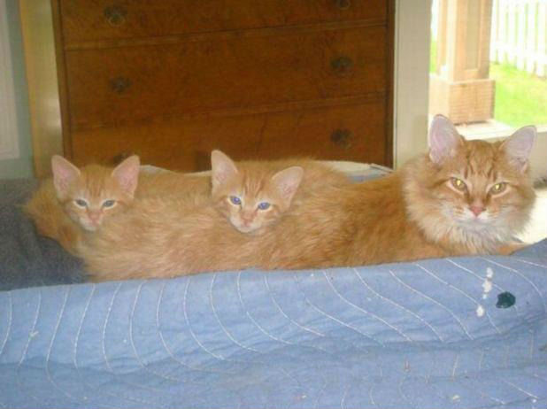 Cat Centipede