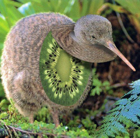 This is what a kiwi fruit looks like